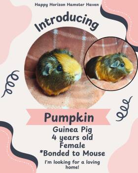 Rescue Guinea Pig Guinea Pigs for Adoption - Pumpkin & Mouse | PetCurious